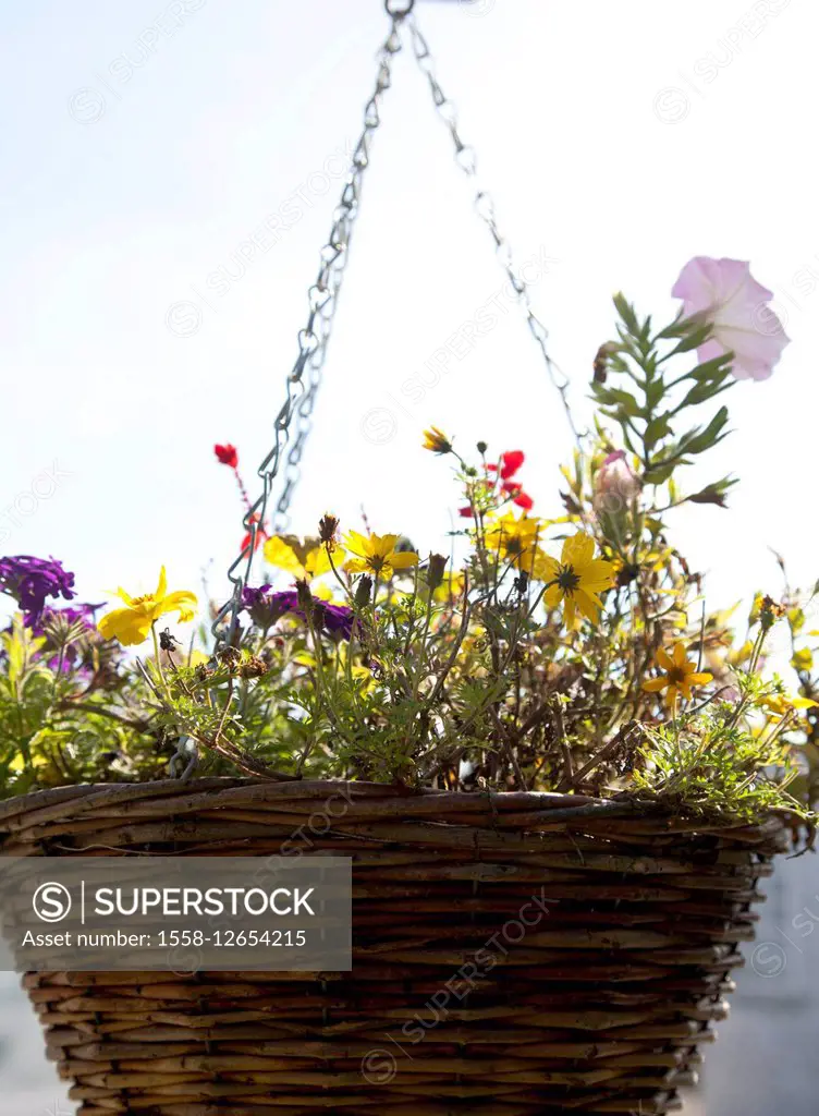 Flower, basket, colorful, wicker basket,