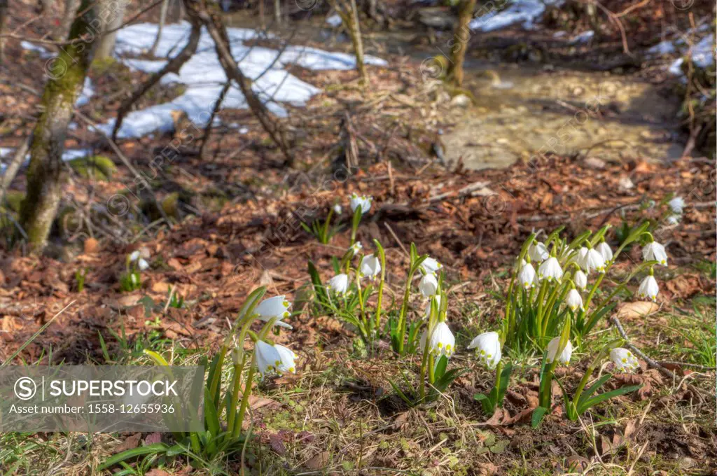 flowers, spring flowers, Spring Snowflake, Leucojum vernum,