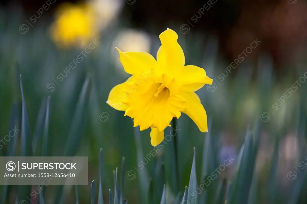 flowers, spring flowers, Narcissus, daffodil,