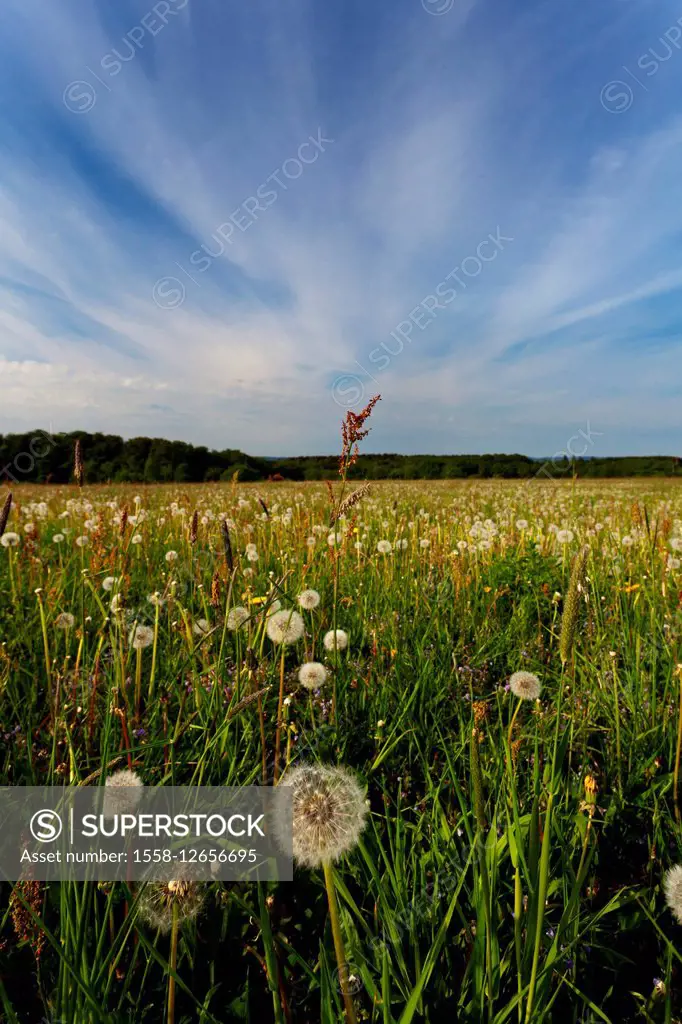 Wild flowers, meadow, green, spring, Harz, Saxony-Anhalt, Germany