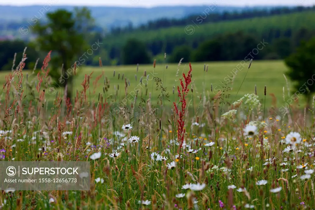 Wild flowers, meadow, green, spring, focus, Harz, Saxony-Anhalt, Germany