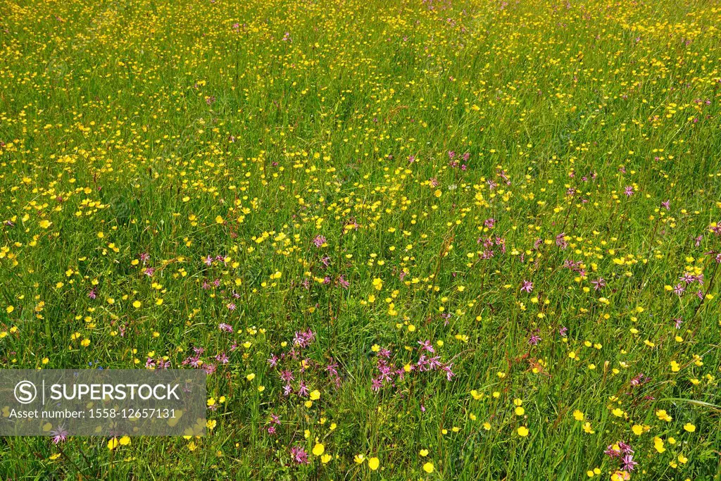 Blooming Meadow in Spring, Upper Bavaria, Bavaria, Germany