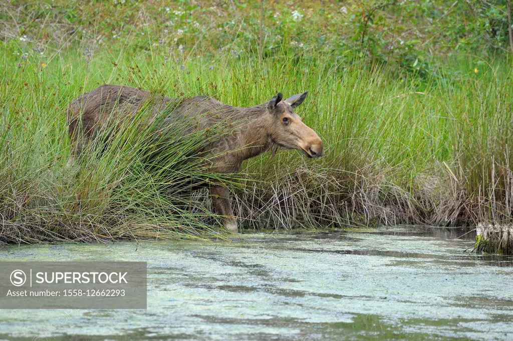 Moose, Elk, Alces alces, Cow in Pond, Germany