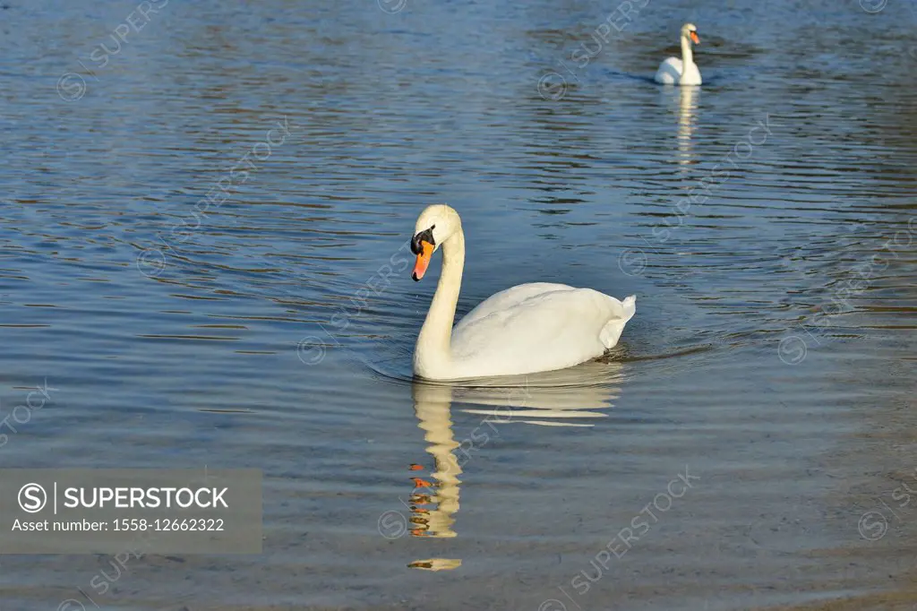 Mute Swan, Pair, Schwerin, Western Pomerania, Germany