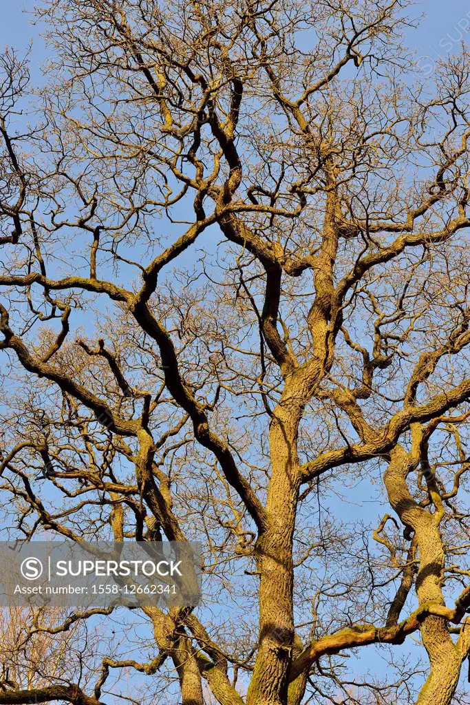 Oak Tree in early Spring, Urwald Sababurg, Hofgeismar, Reinhardswald, Hesse, Germany