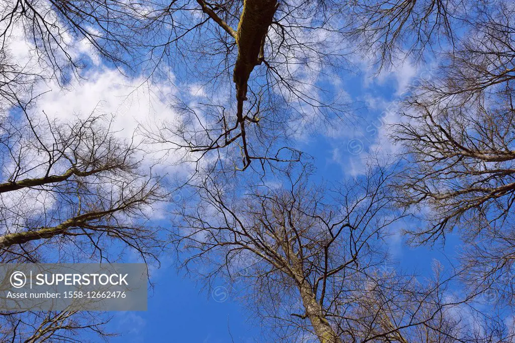 View into the Treetops in the early Spring, Spessart, Bavaria, Germany