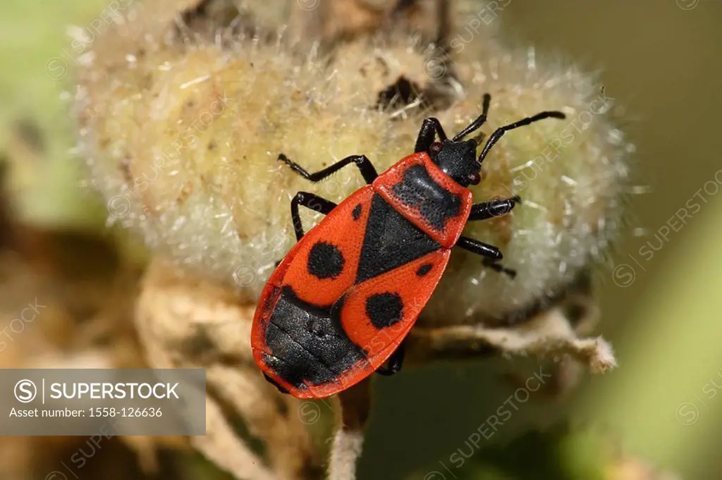 Fire-bedbug, Pyrrhocoris apterus