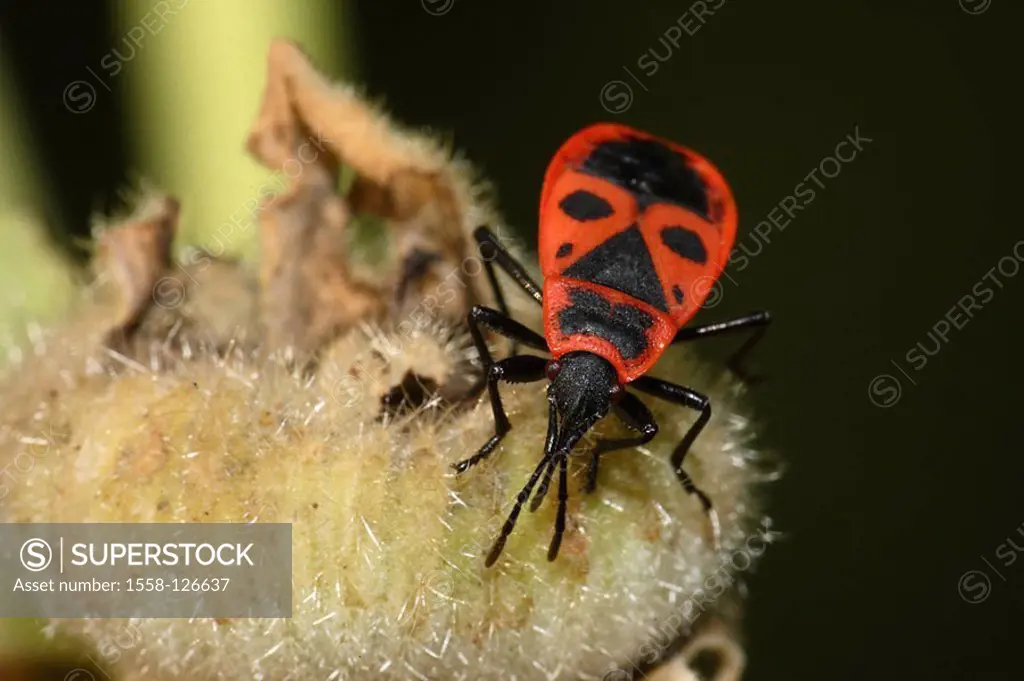 Fire-bedbug, Pyrrhocoris apterus,