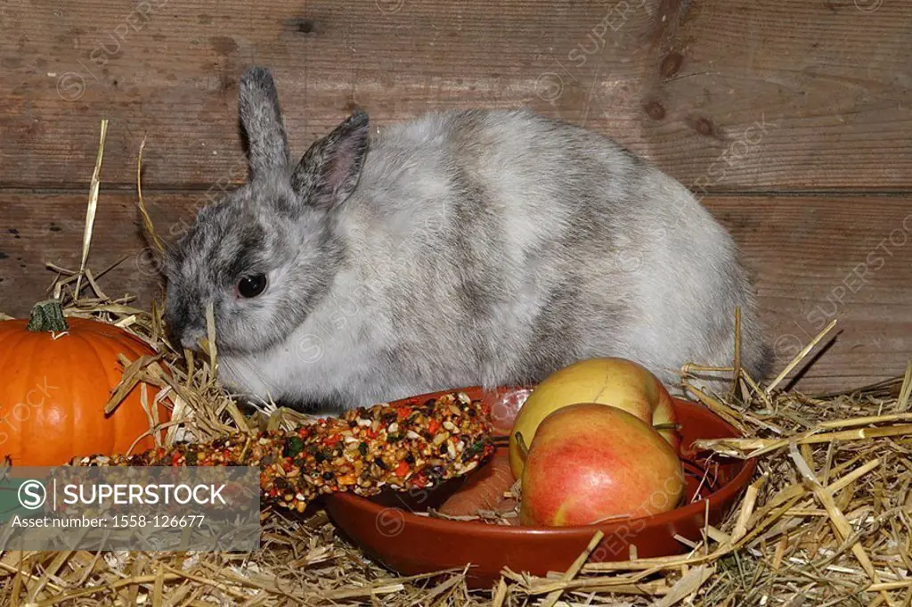 Dwarf-rabbits, feed, fruit, vegetables, animal-food,