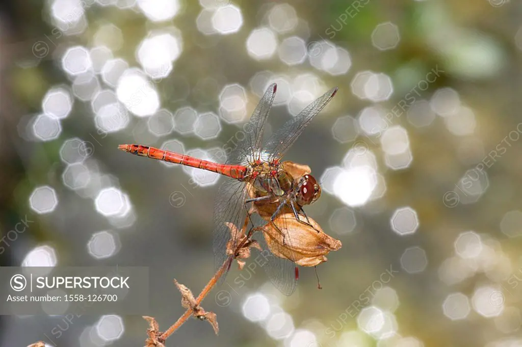 Mean heath-dragonfly, Sympetrum vulgatum,