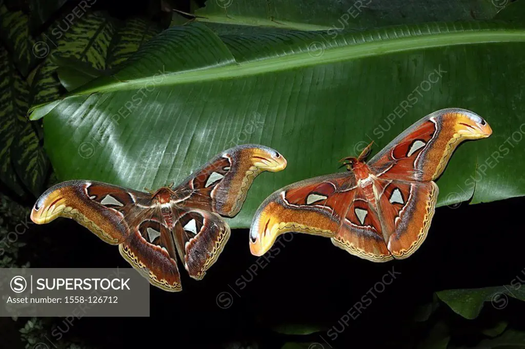 Butterflies, atlas-silk-nutcases, Attacus atlas,