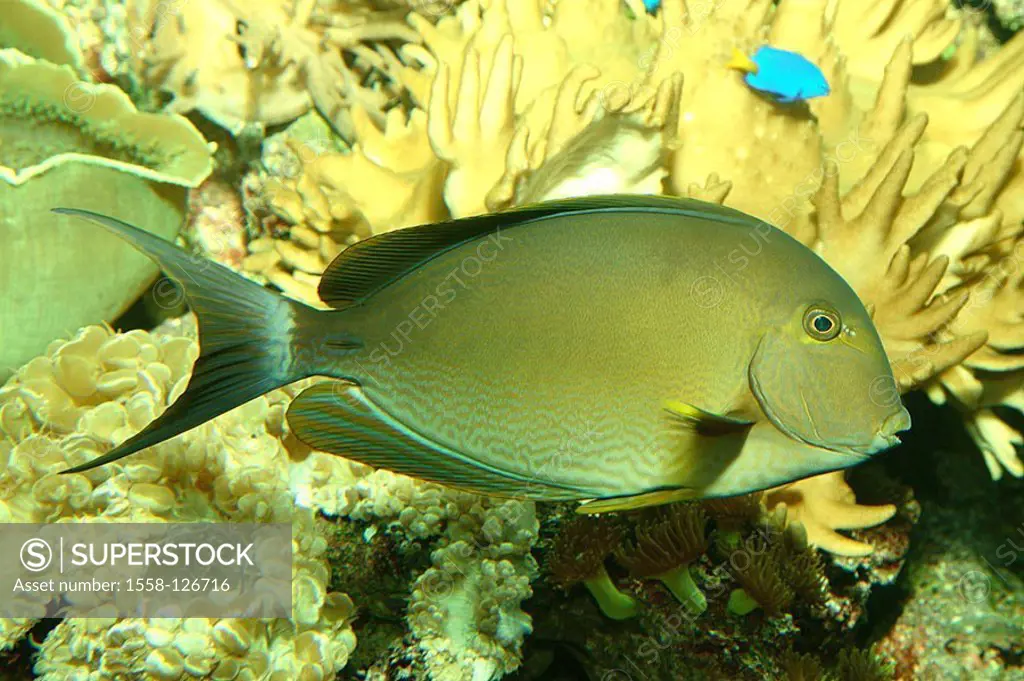 Yellow-fin-doctor-fish, Acanthurus xanthopterus,
