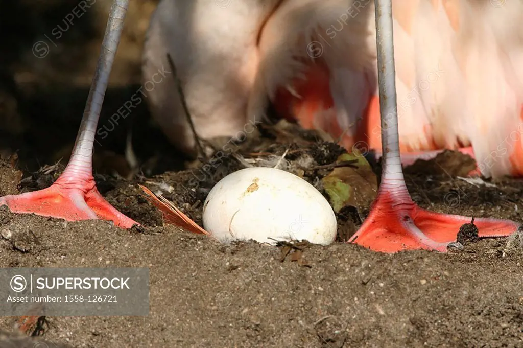 Chile-flamingo, Phoenicopterus chilensis, detail, legs, nest, egg,