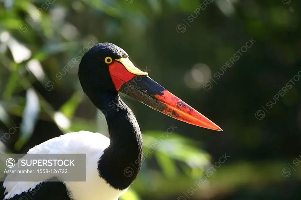 Saddle-stork, Ephippiorhynchus senegalensis, portrait,