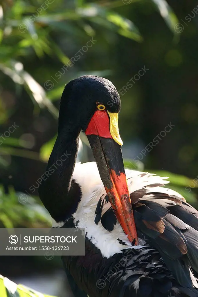 Saddle-stork, Ephippiorhynchus senegalensis, plumage-care,