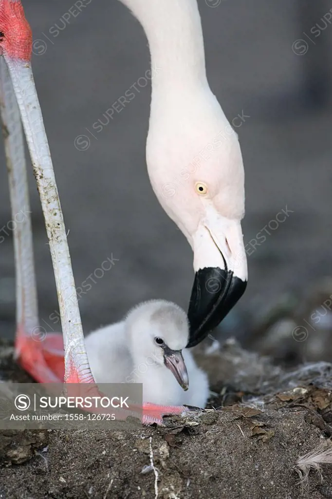 Chile-flamingo, Phoenicopterus chilensis, young, nest,