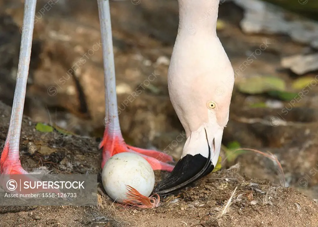 Chile-flamingo, Phoenicopterus chilensis, detail, legs, head, nest, egg,