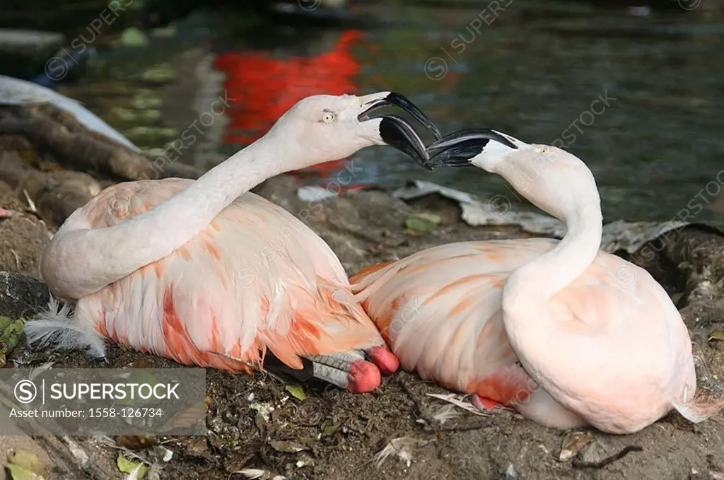 Chile-flamingos, Phoenicopterus chilensis, nests, broods, dispute, precinct-behavior,