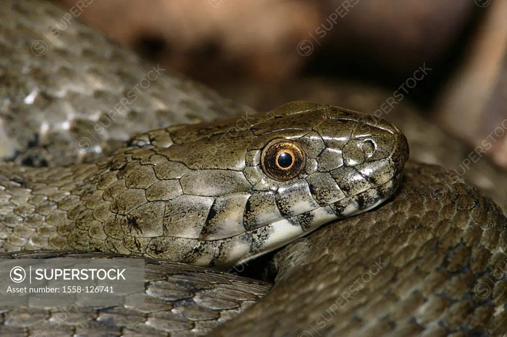 Viper-adder, Natrix maura, close-up,