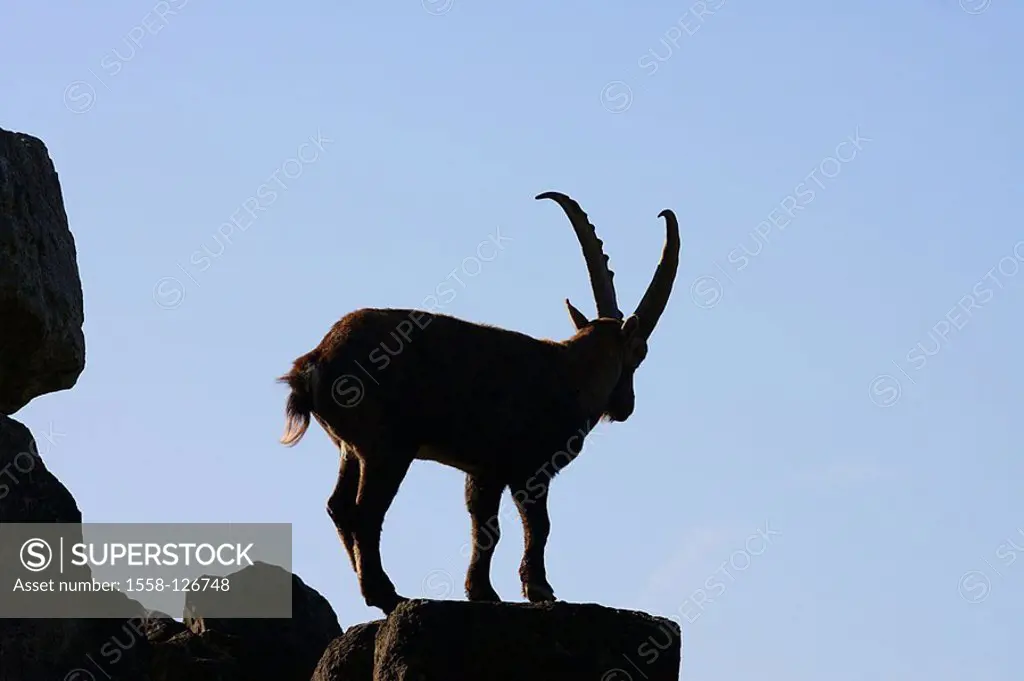 Ibex, Capra ibex, rocks, silhouette,