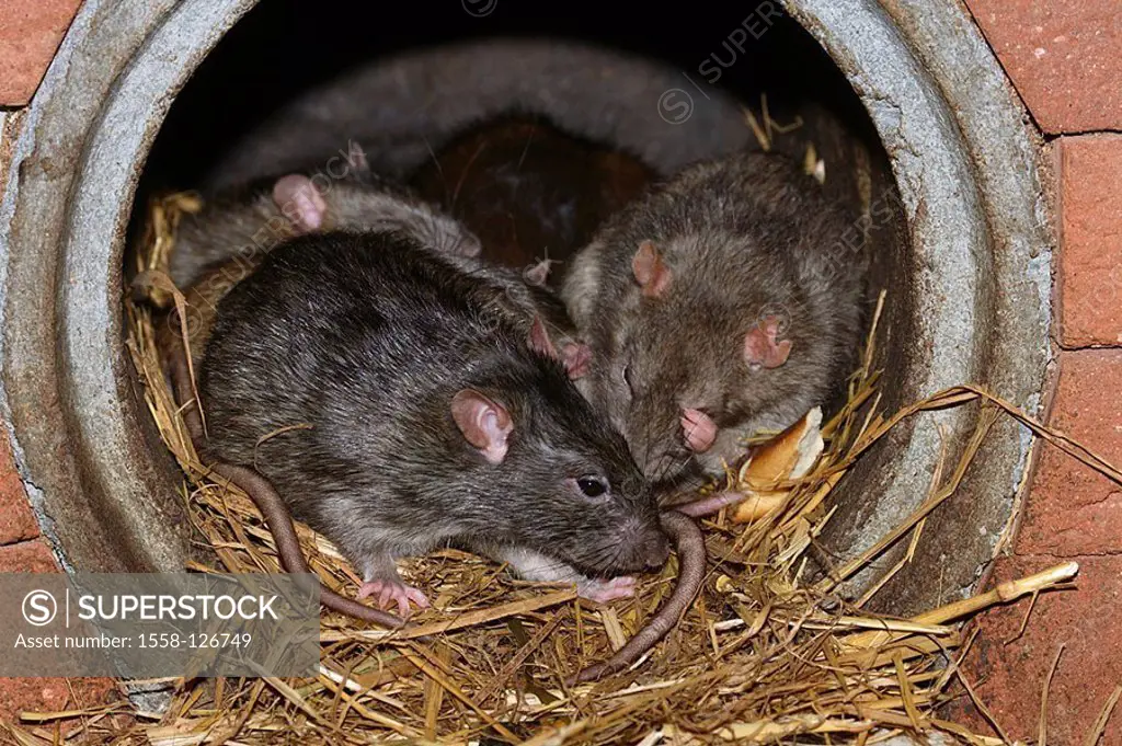 Traveling-rats, Rattus norvegicus, nest,