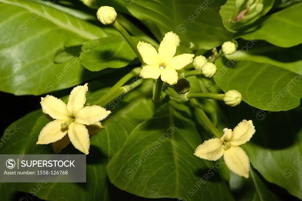 Volcano-palm, Brighamia insignis, leaves, blooms, close-up,