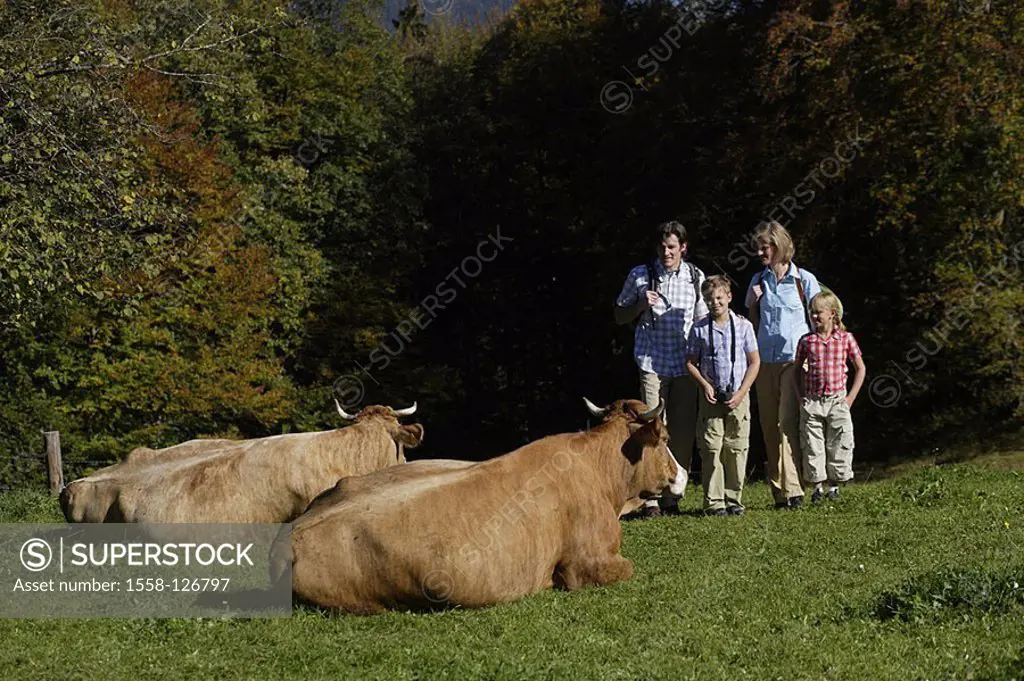 Family, hiking, vacation, vacation, meadow, cows,
