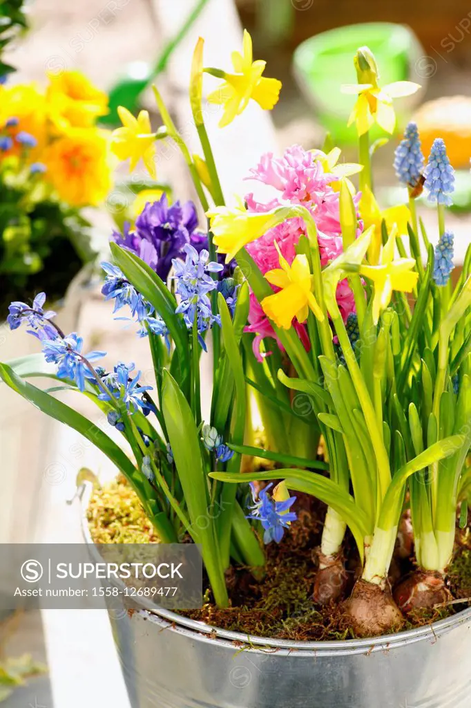 early flowering plants, spring flowers, onion plants in the pot
