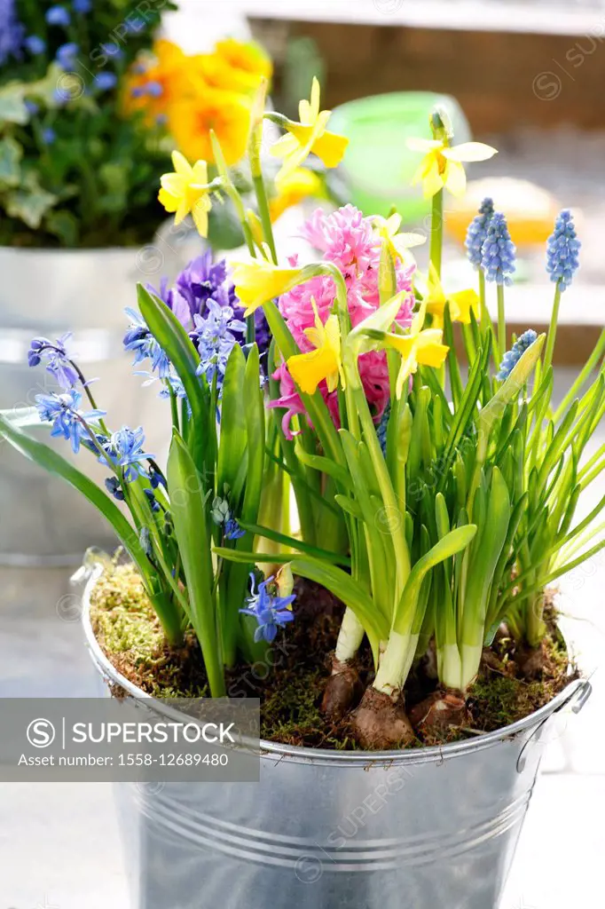 early flowering plants, spring flowers, onion plants in the pot