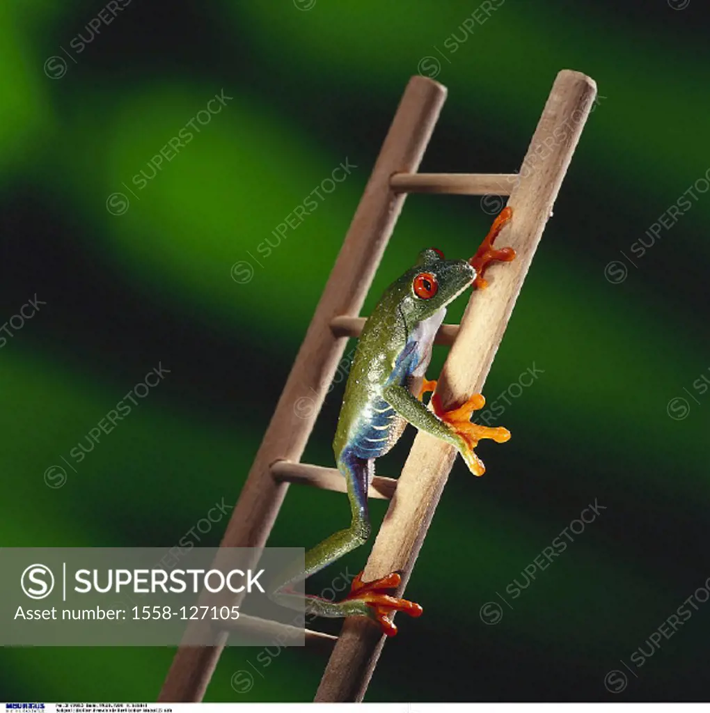 Frog, Weather, Ladder