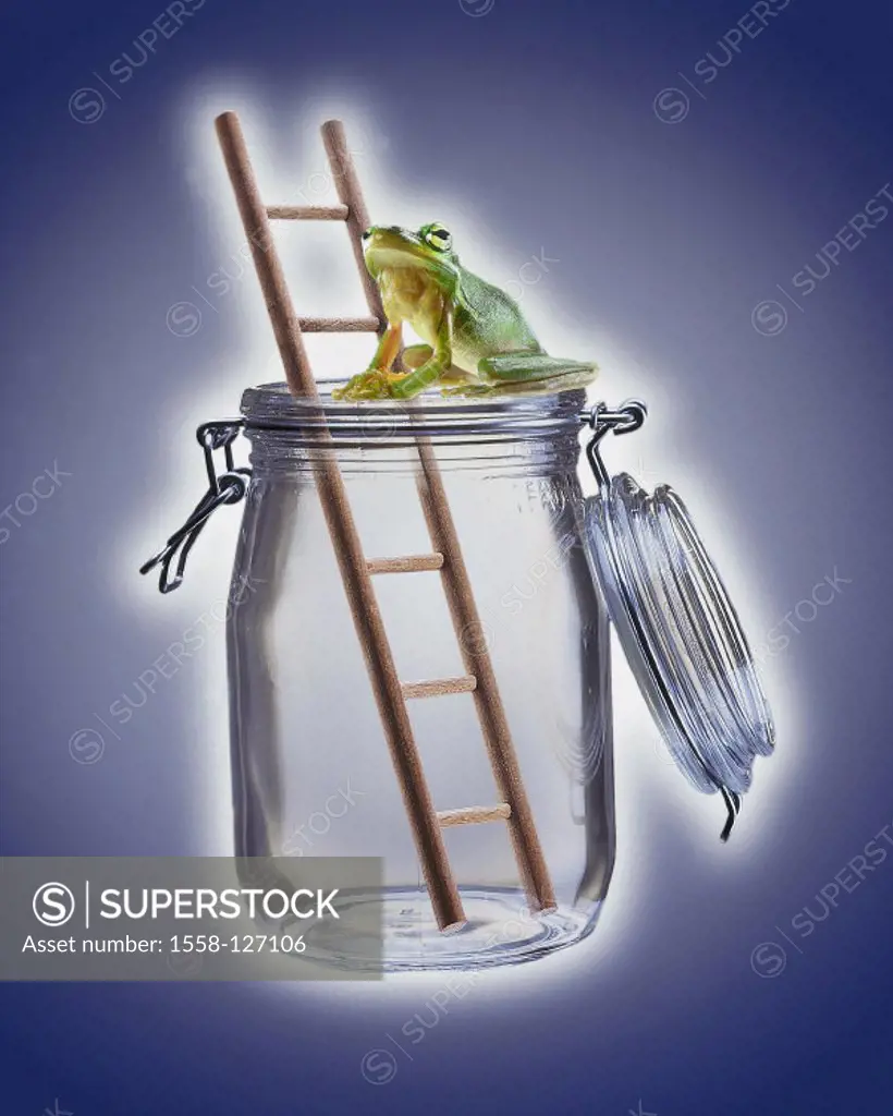 Frog, Tree frog, Ladder