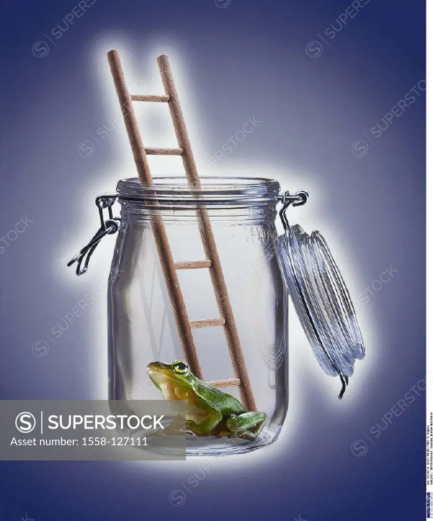 Frog, Weather, Ladder, Glass