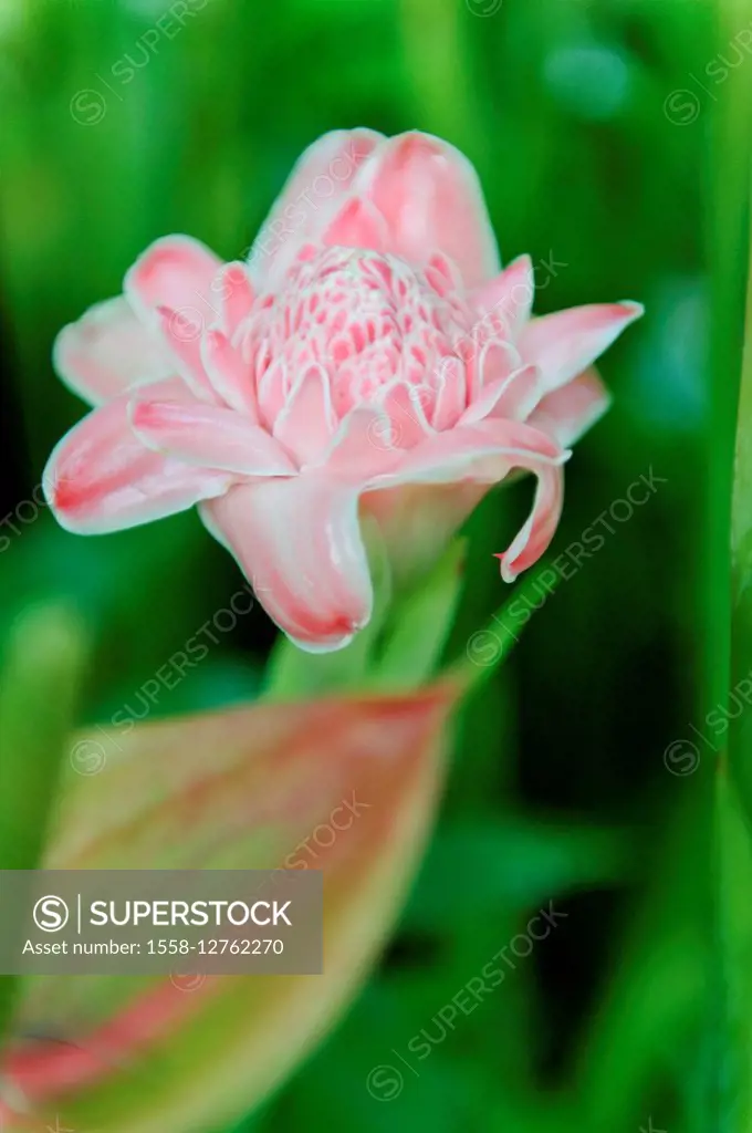 Asia, Indonesia, Bali, pink flower, close-up,