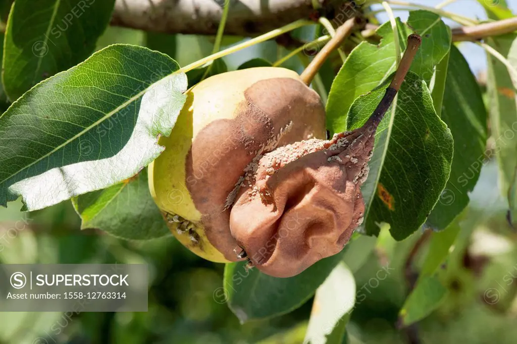 Pears, rotten, branch with leaves, garden, Pyrus, rosaceous plant, rotten fruit