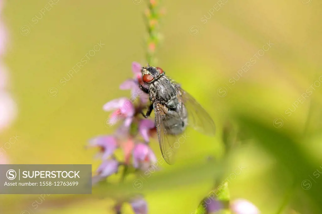 common flesh fly, Sarcophaga carnaria, blossom, sitting,