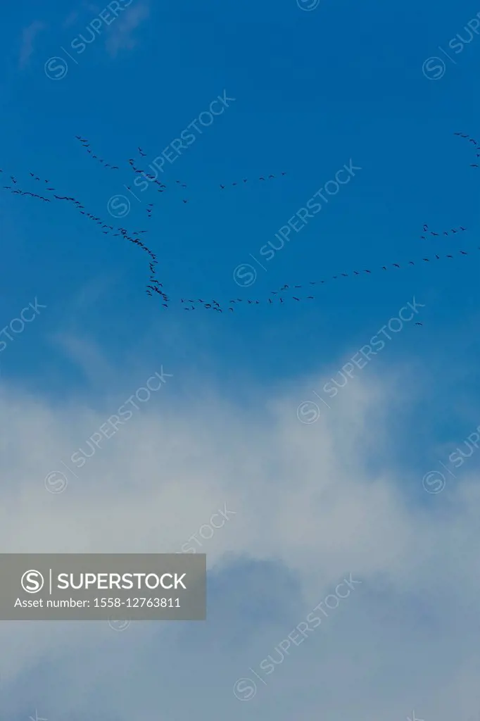 swarm of migranting birds in the sky