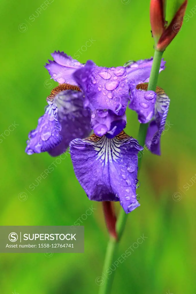 Siberian iris, iris sibirica