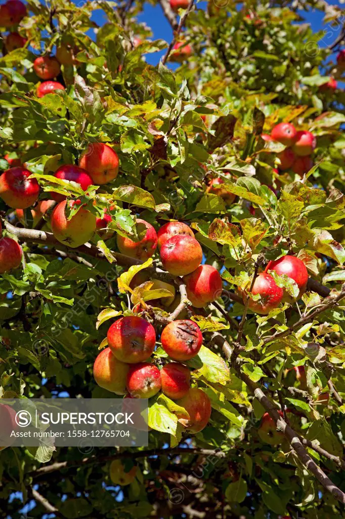 Apple tree, fruit, sky, harvest