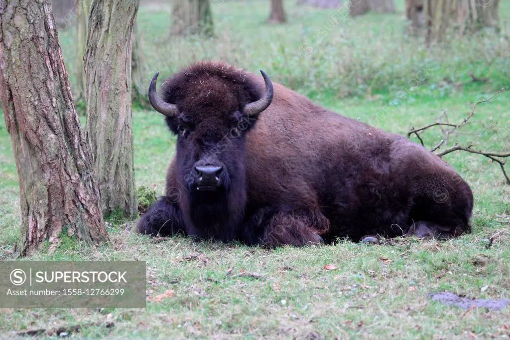 American bison, Bison bison,