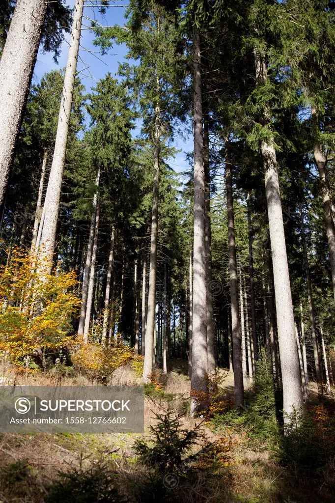 Spruces high forest in Sauerland