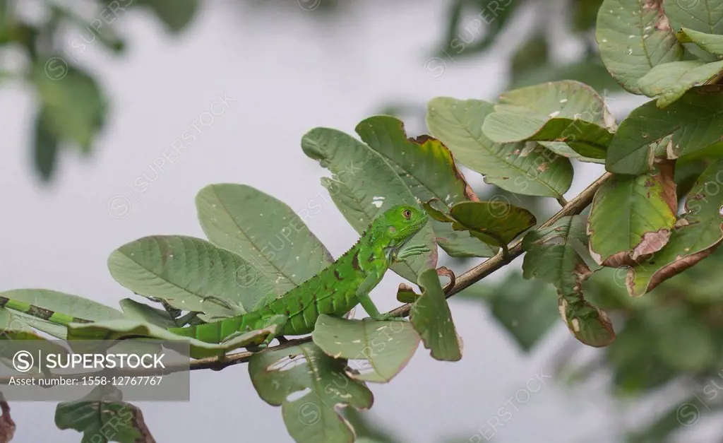 Green lizard on branch