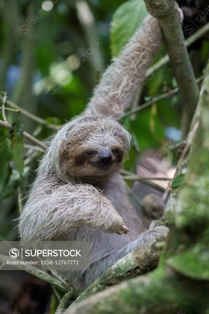 descending sloth