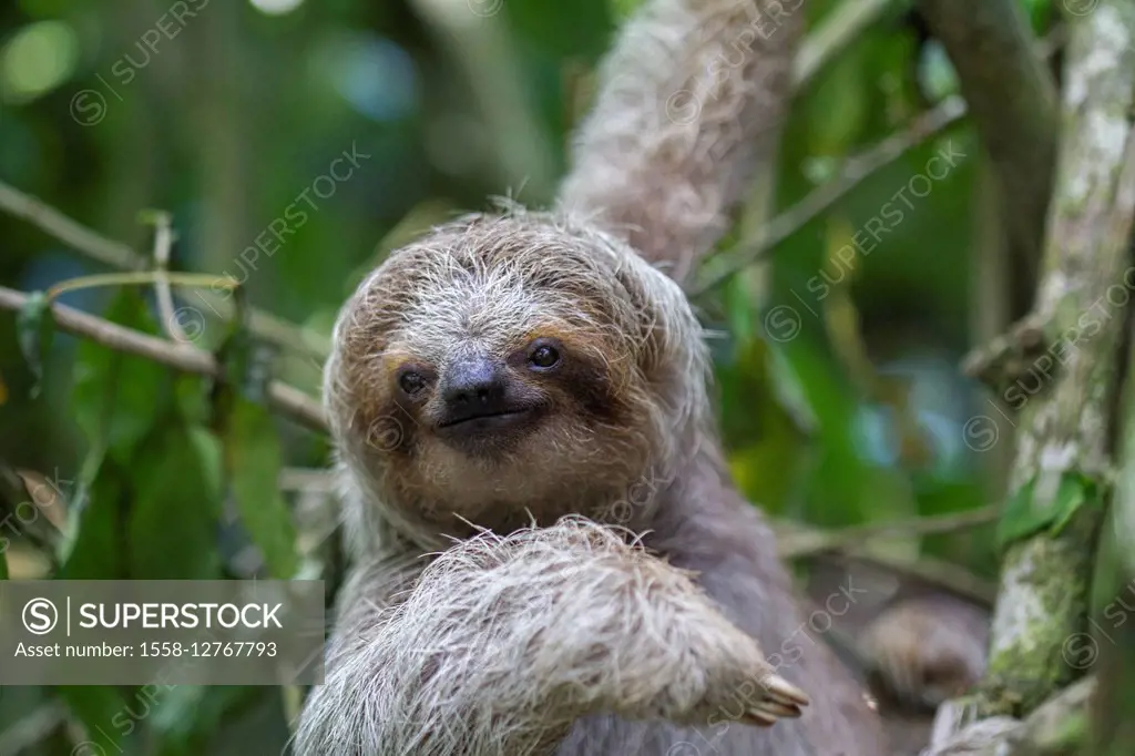 friendly sloth