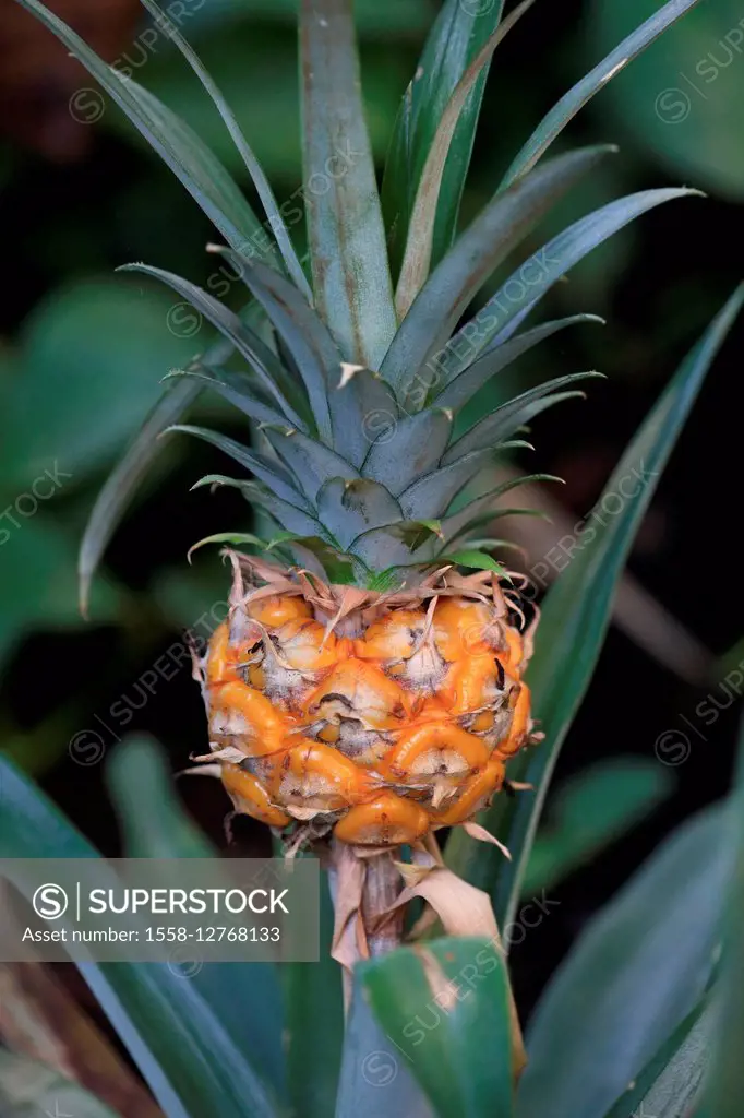 Pineapple, Ananas comosus