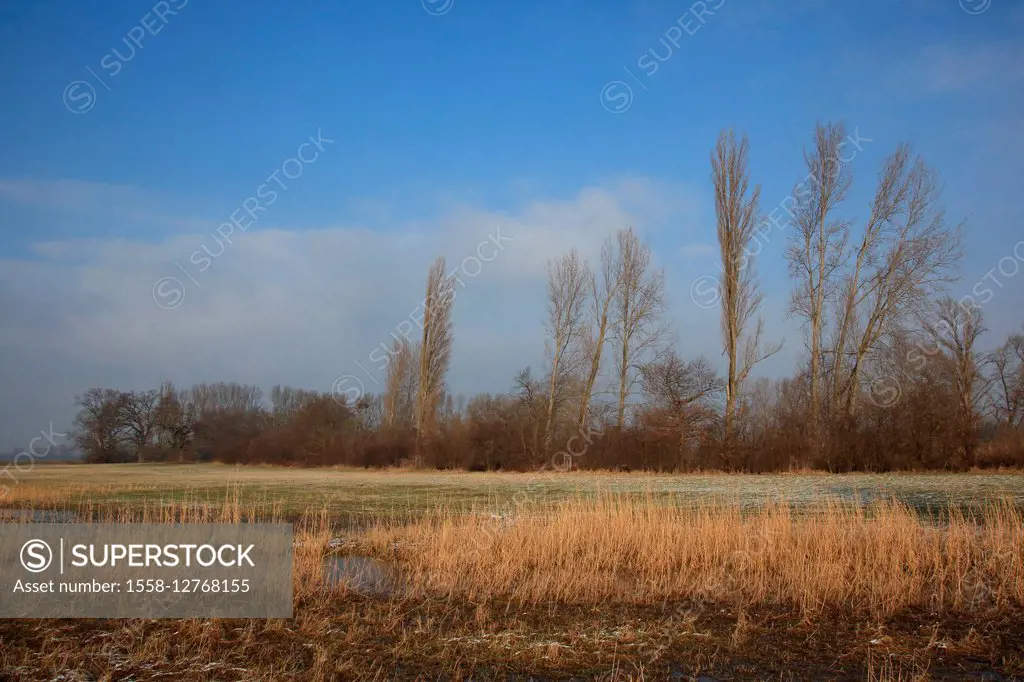 Meadow scenery in winter