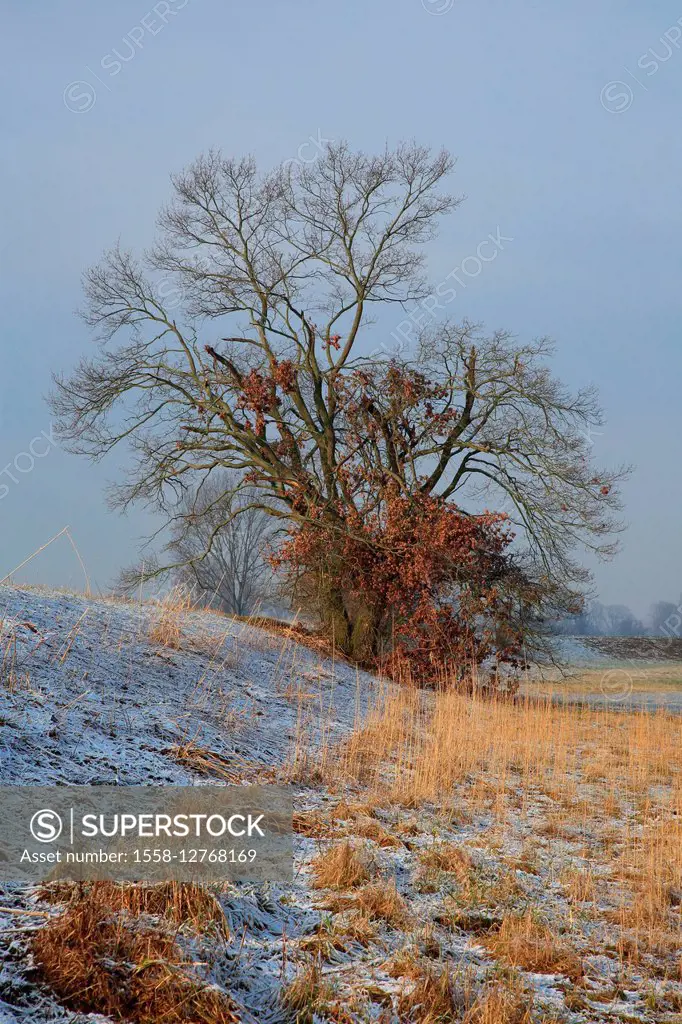 Meadow scenery with oak in winter
