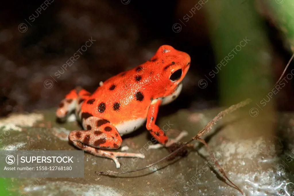 Strawberry poison-dart frog Dendrobates pumilio