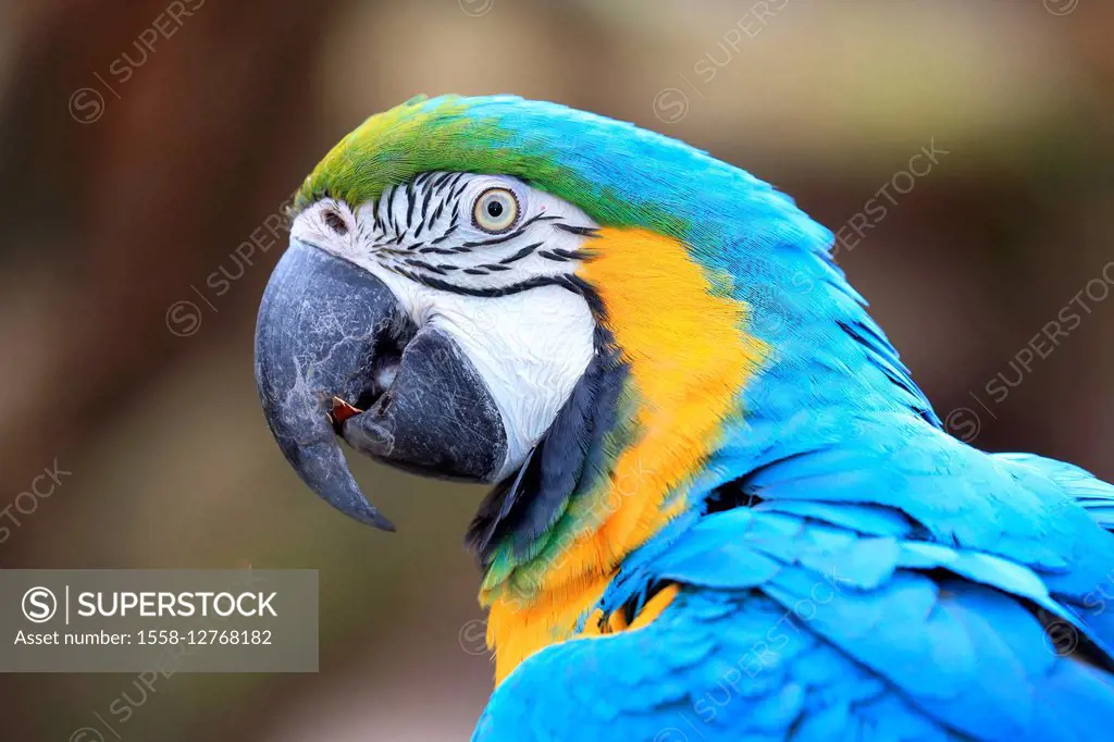 Blue-and-yellow macaw, Ara ararauna