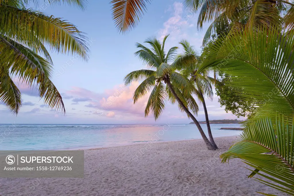 Guadeloupe, the Caribbean, France, beach, pest, Caravelle, Anse, Pointe de l'Accul, palms, sea, sunrise,