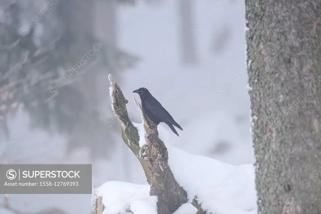 Carrion crow, Corvus corone, winter, branch, side view, sitting